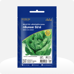 ผักกาดหอม กรีนคอส ซีซ่าร์