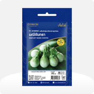 มะเขือเปราะลูกผสม มณีจันทรา