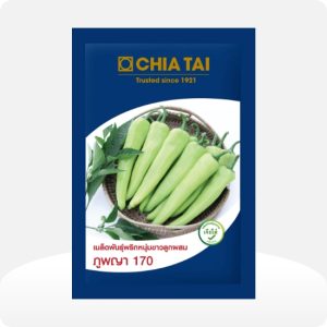พริกหนุ่มขาว ภูพญา 170